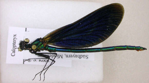 Image of Beautiful Demoiselle