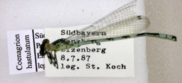 Image of Spearhead Bluet