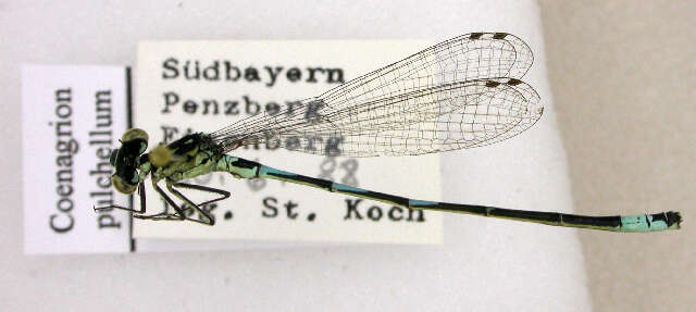 Image of Variable Bluet