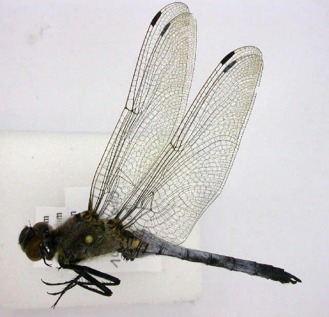 Image of Black-tailed Skimmer