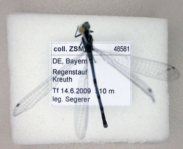 Imagem de Coenagrion puella (Linnaeus 1758)