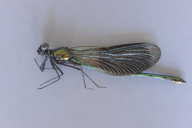 Image of Banded Agrion