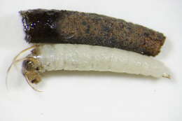 Image of Beraeidae