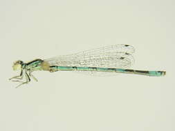 Image of Southern Damselfly