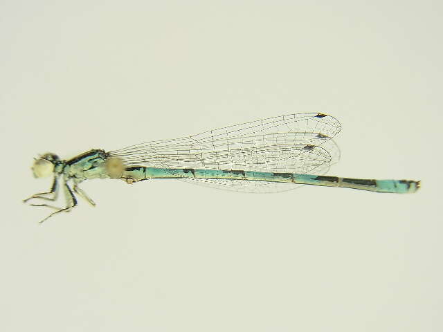 Image of Southern Damselfly