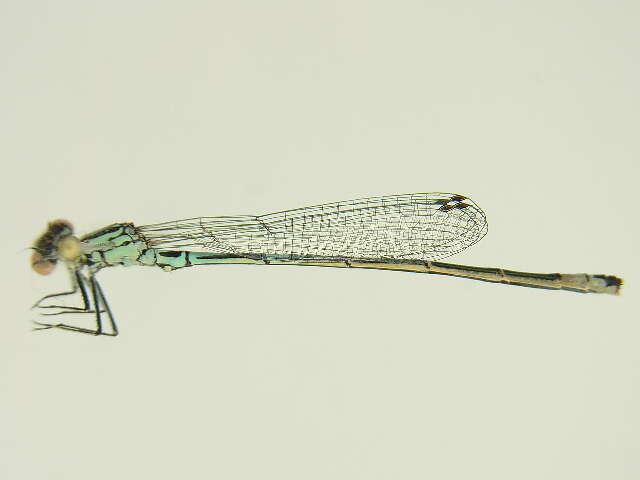 Image of Variable Bluet