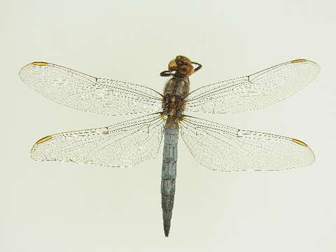 Image of Keeled Skimmer