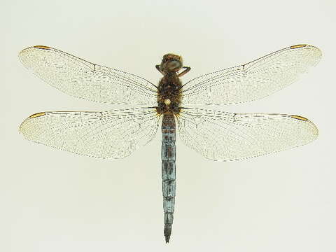 Image of Keeled Skimmer