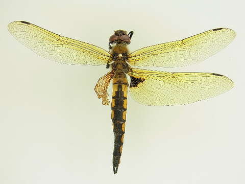 Image of eurasian baskettail