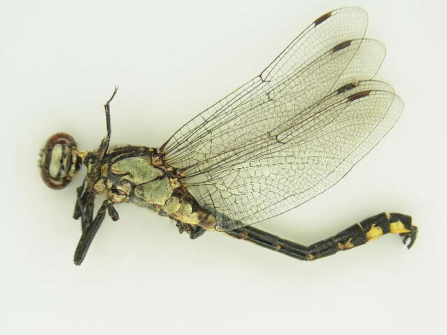 Image of Club-tailed Dragonfly