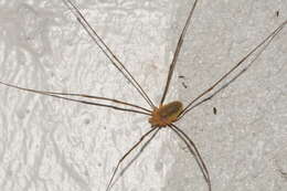 Image of Opilio canestrinii