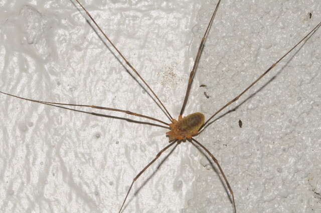 Image of Opilio canestrinii