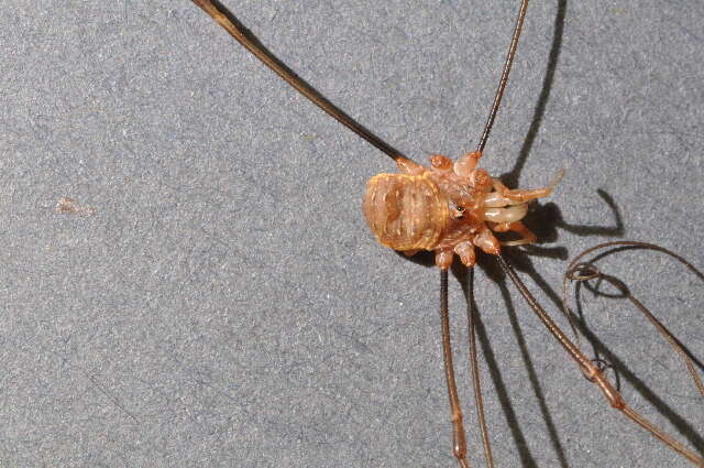 Image of Opilio canestrinii