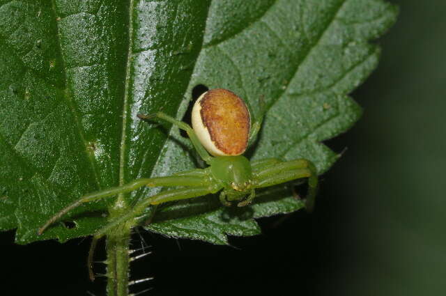 Image of crab spiders