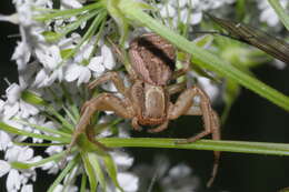 Image de Xysticus bifasciatus C. L. Koch 1837