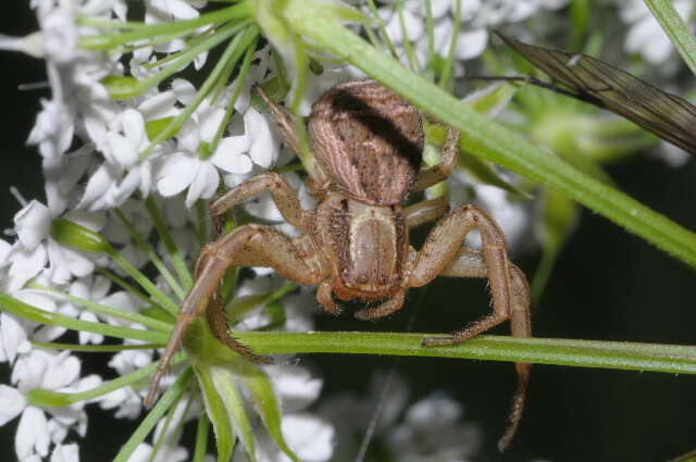 Image de Xysticus bifasciatus C. L. Koch 1837