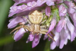 Image of crab spiders