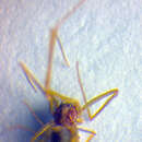 Image of Spermophora kerinci Huber 2005