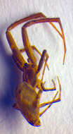 Image of Uloborus plumipes Lucas 1846