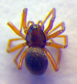 Image of sheetweb weavers
