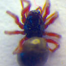 صورة Lophomma punctatum (Blackwall 1841)