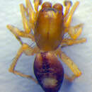 Image of Clubiona leucaspis