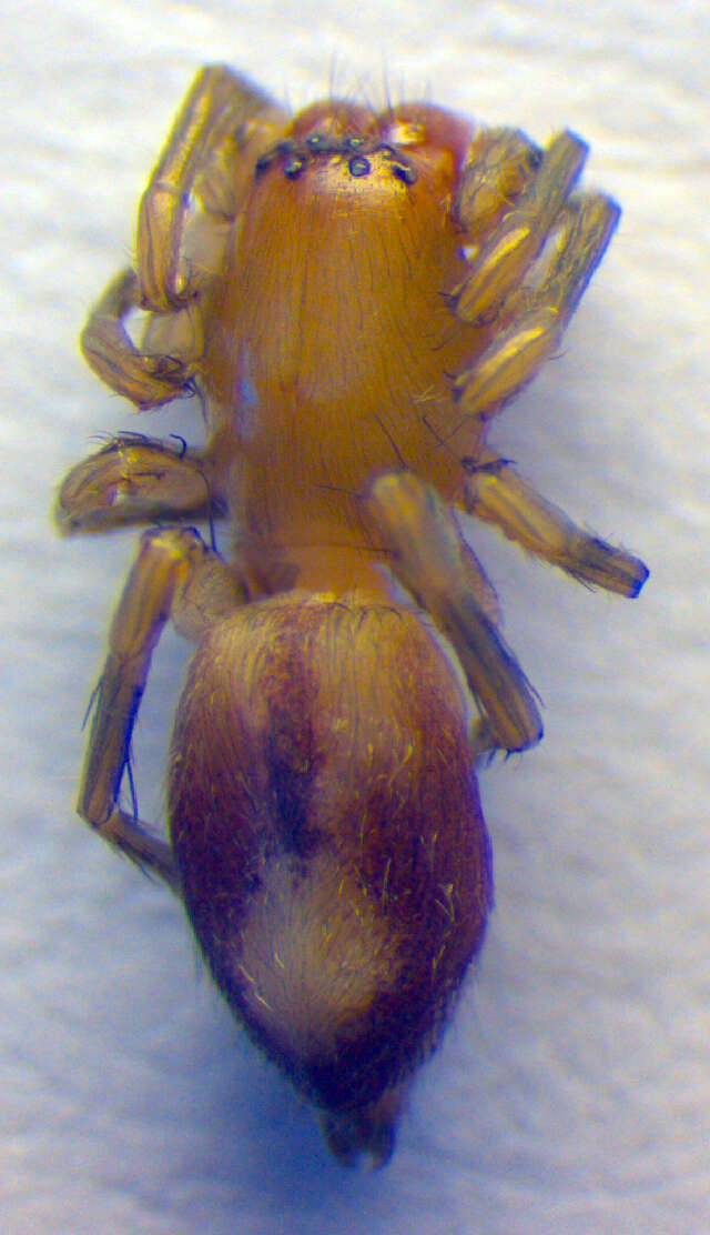 Image of Clubiona leucaspis