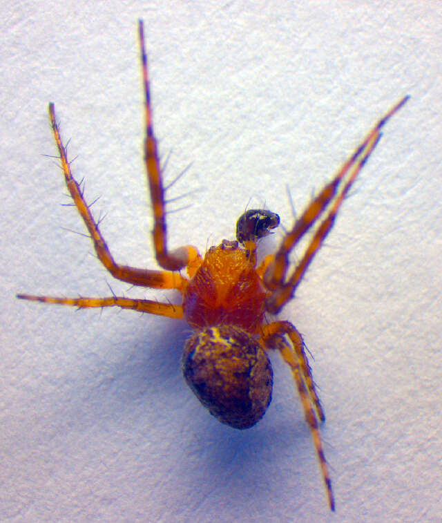 Image of Araneus sturmi (Hahn 1831)