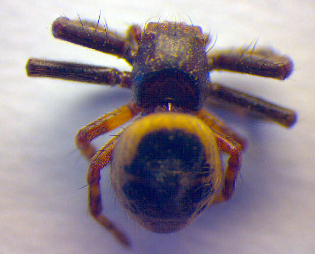 Image of Shiny crab-spider