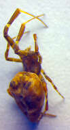 Image of Uloborus plumipes Lucas 1846