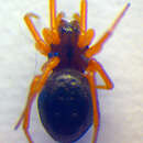 Image of Baryphyma pratense (Blackwall 1861)