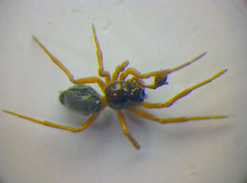 صورة Araeoncus humilis (Blackwall 1841)