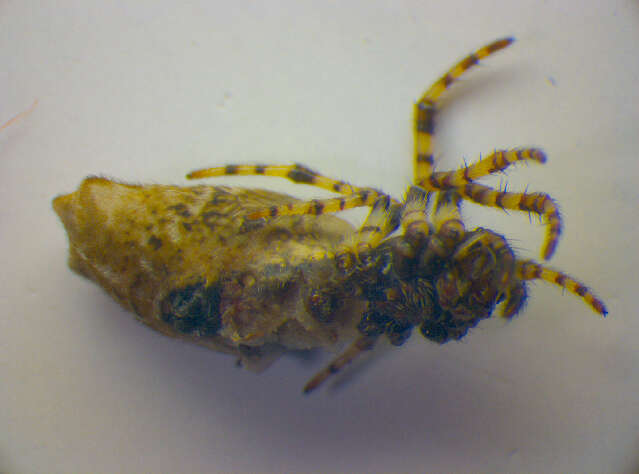 Image of Trashline orbweaver