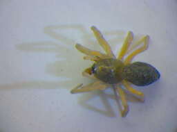 Oedothorax apicatus (Blackwall 1850) resmi