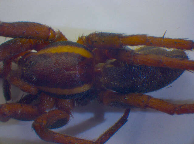 Image of Raft spider