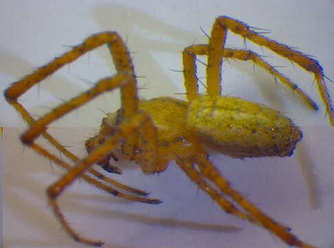 Image of Barbary Spider