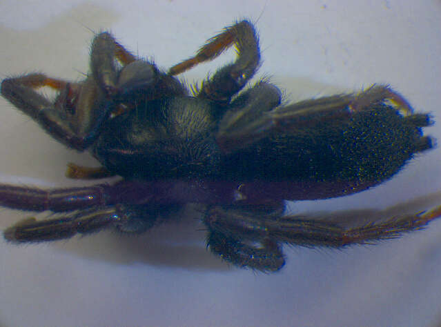 Image de Zelotes subterraneus (C. L. Koch 1833)