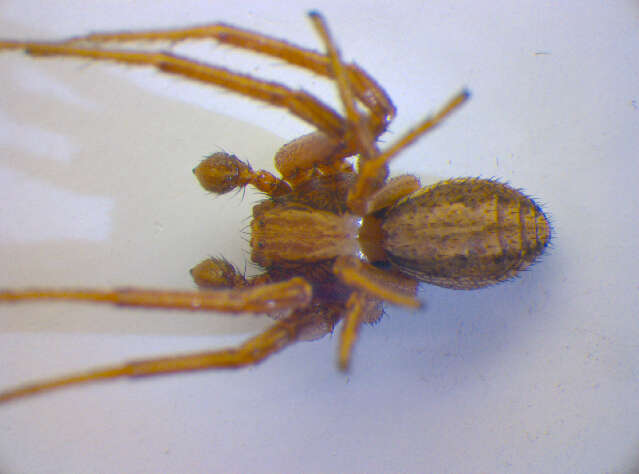 Image of Xysticus striatipes