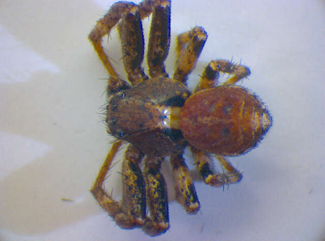 Image of Xysticus sabulosus