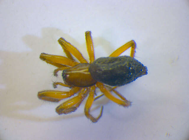 Image of Leptothrix hardyi (Blackwall 1850)