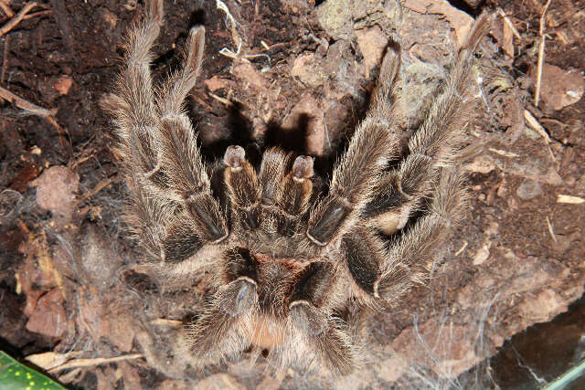 Image of Lasiodora