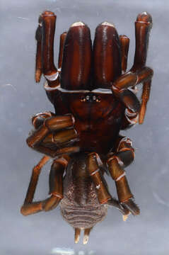 Image of Atypus piceus (Sulzer 1776)