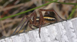 Plancia ëd Dolomedes fimbriatus (Clerck 1757)