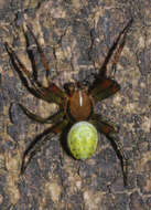 Image of Cucumber green spider