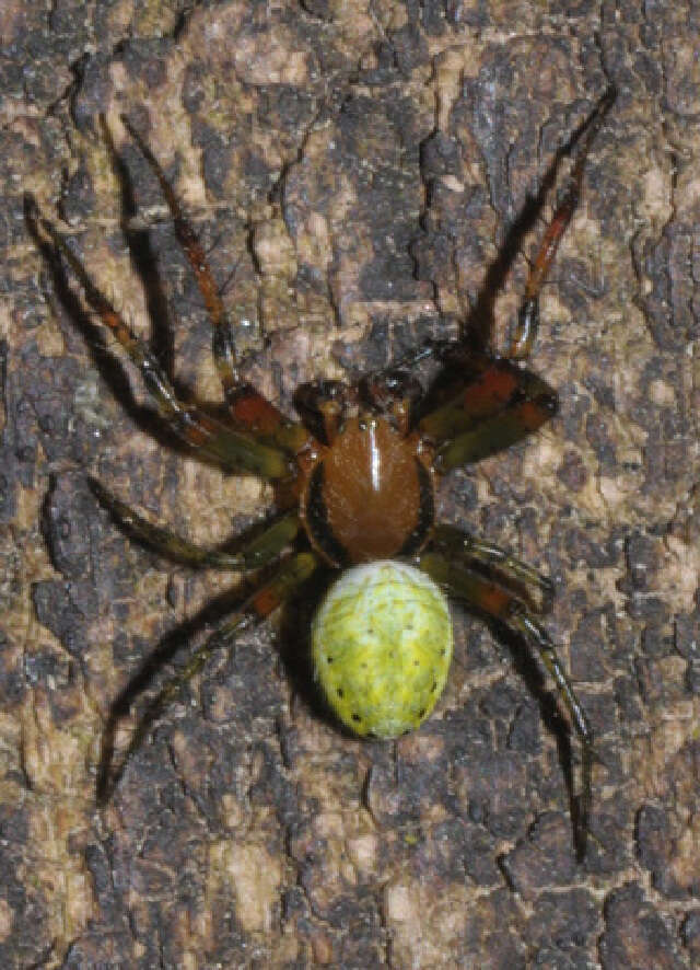 Image of Cucumber green spider