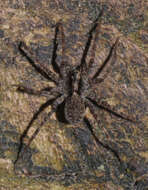 Image of Pardosa lugubris (Walckenaer 1802)