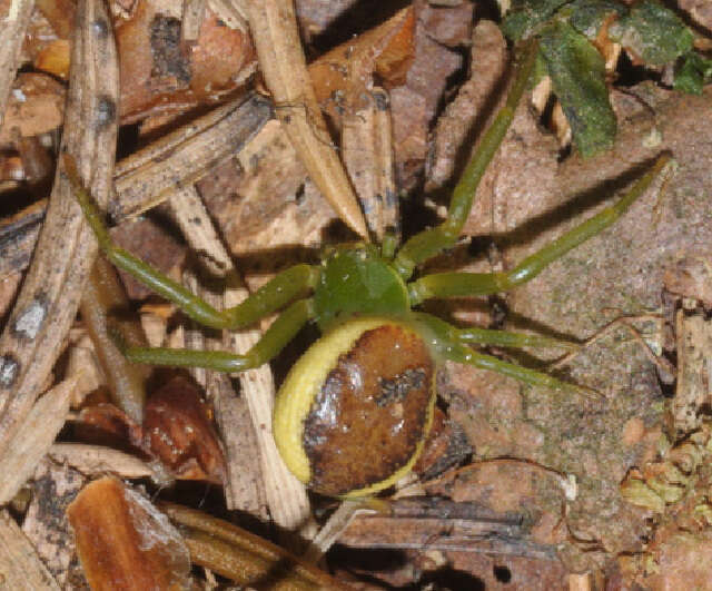 Image of Diaea dorsata (Fabricius 1777)