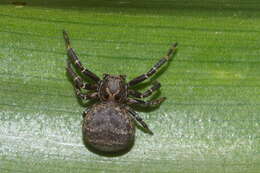 Image of Xysticus lineatus (Westring 1851)