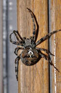 Image of Araneus angulatus Clerck 1757