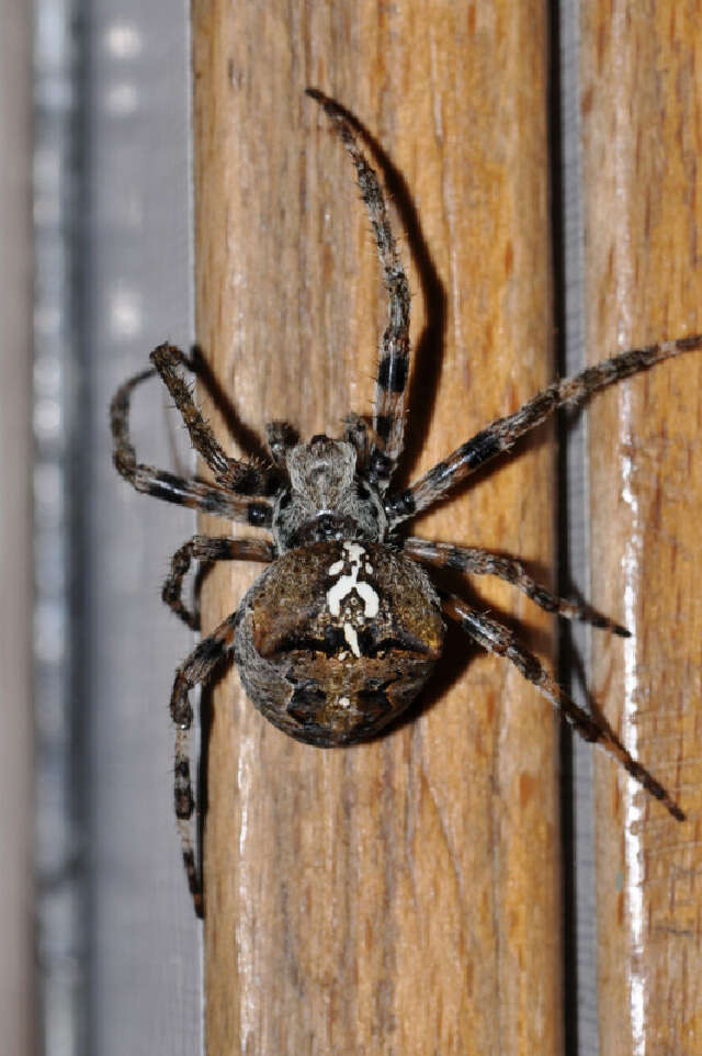 Image of Araneus angulatus Clerck 1757